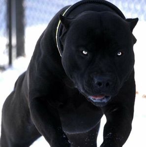 Meet your Posher, Ying